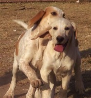/album/trackingdogs/boys-spex-cream-2-281x300-jpg/